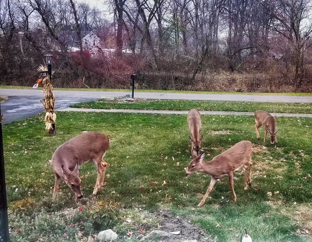 deer in yard