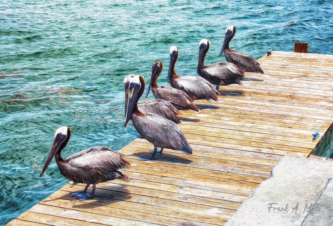 Pelicans