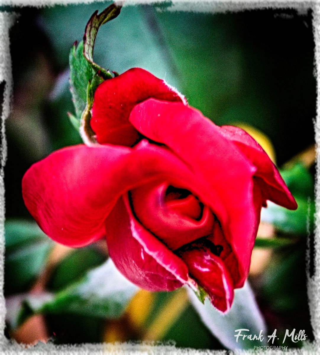 Red Rose Bud
