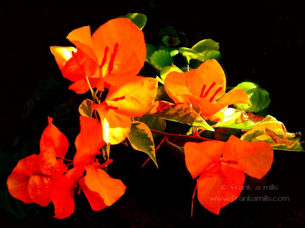 Iconic Black: Bougainvillea)