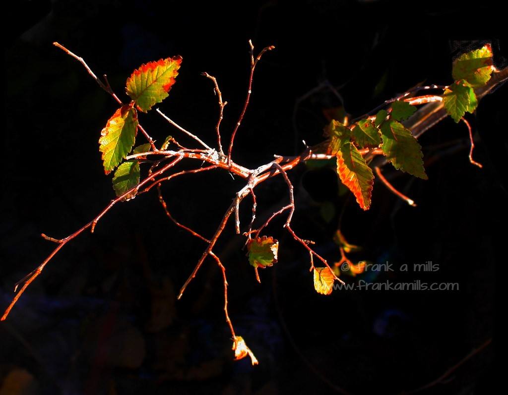 Iconic Black: Branch