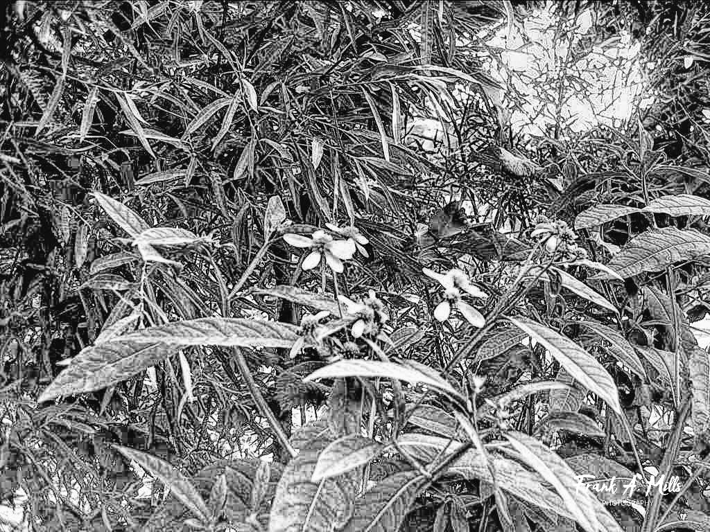 Flowers #1 (pencil style photo)