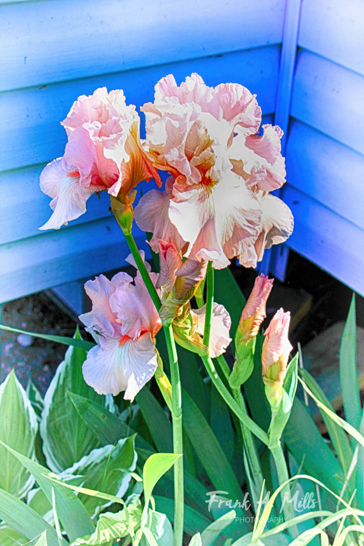 'Pink Iris'