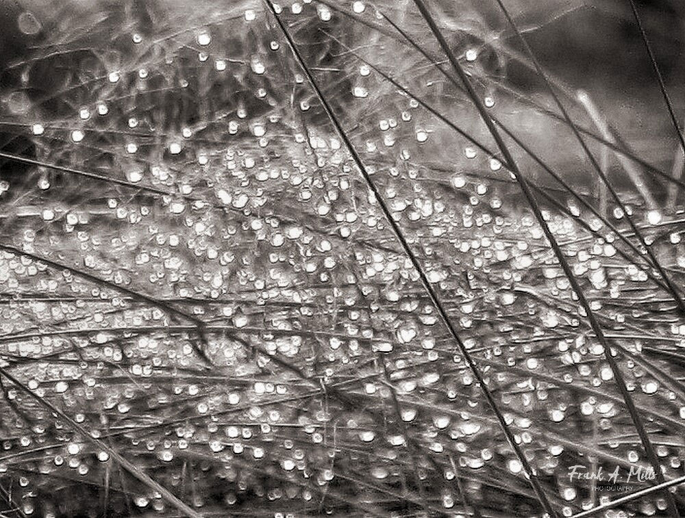 'Rain Drops' (On Grass)