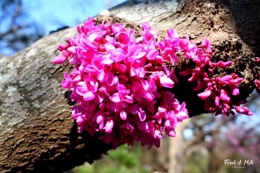 'Red Buds' (Red Bud Tree)