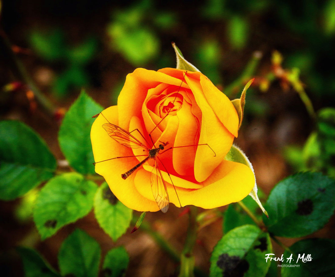 'Visitor' (Rose with Mosquito Hawk)