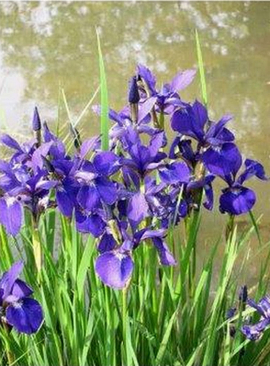 Siberian Irises