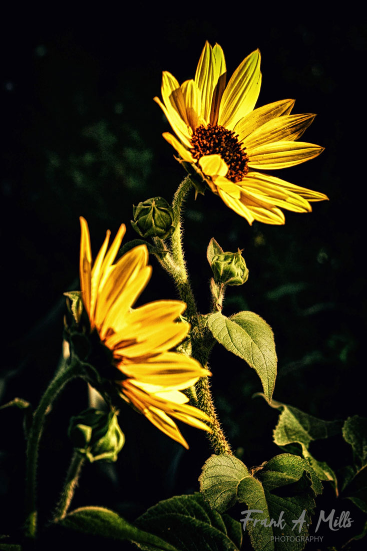 Iconic Black: Sunflower