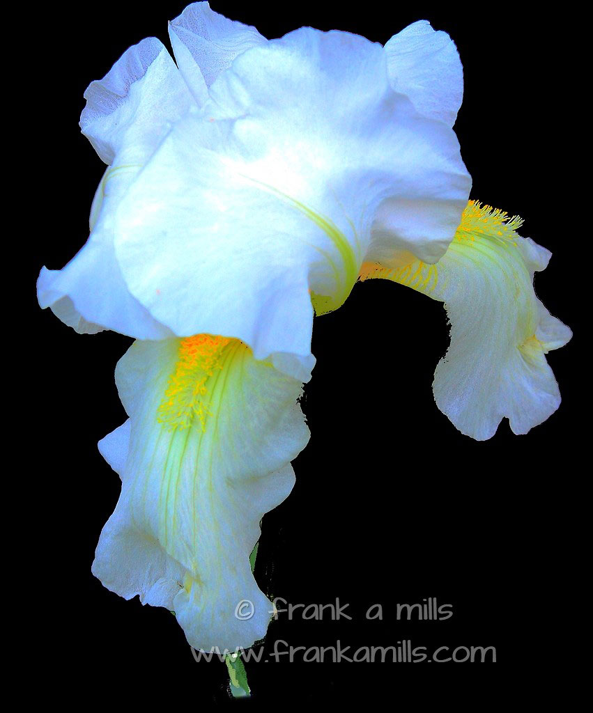 Iconic Black: White Iris