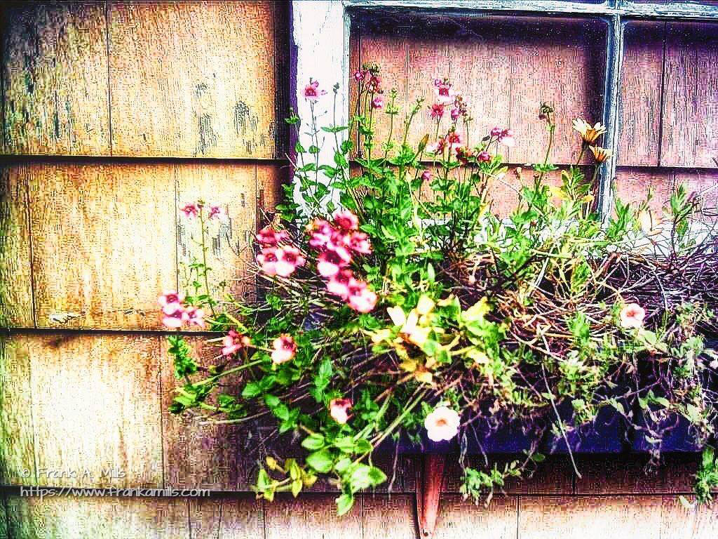 Window Box