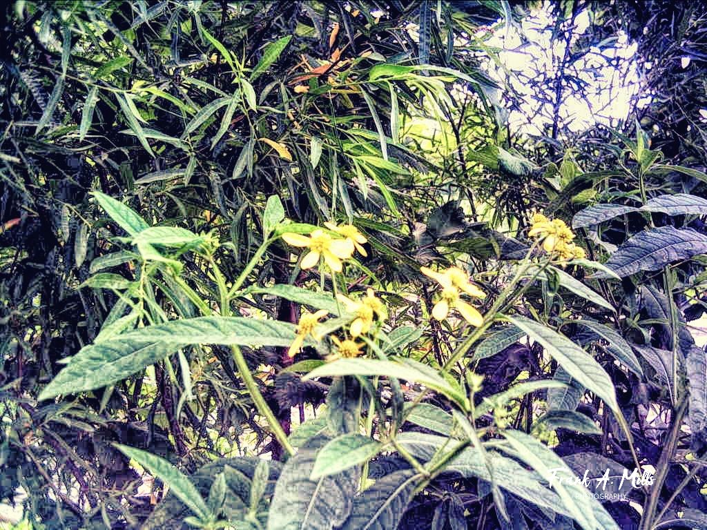 Yellow Flowers