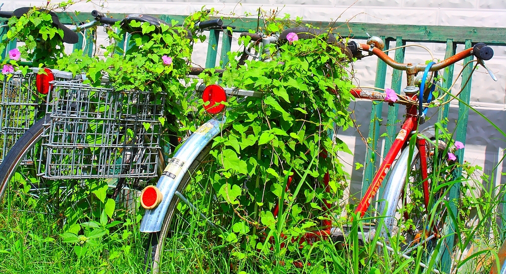 Morning Glories & Bikes (Fredericksburg, Texas)